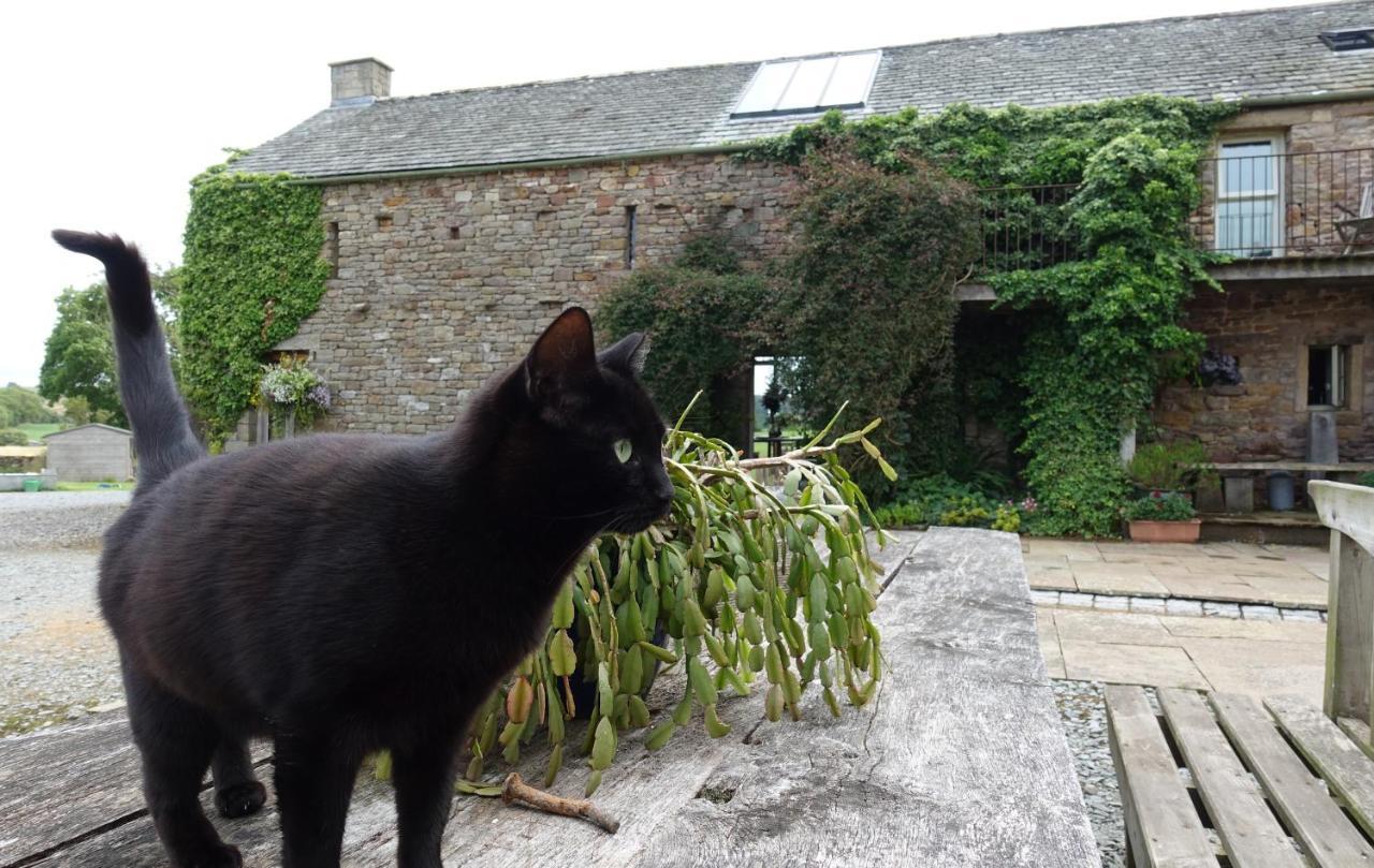 مبيت وإفطار Crosby Ravensworth Crake Trees Manor المظهر الخارجي الصورة